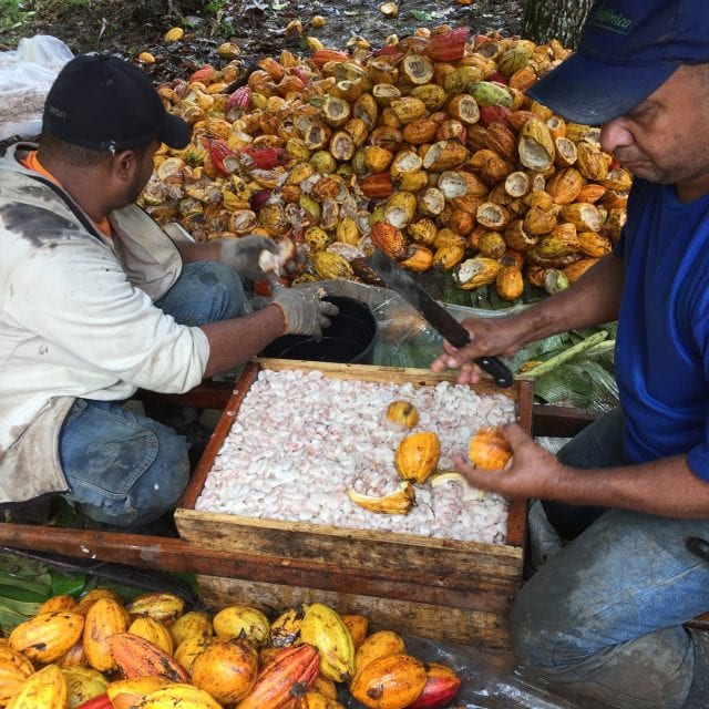 "Handpicked ripe cocoa pods arranged in a woven basket "Cocoa beans fermenting in their pulp, a crucial step in chocolate production