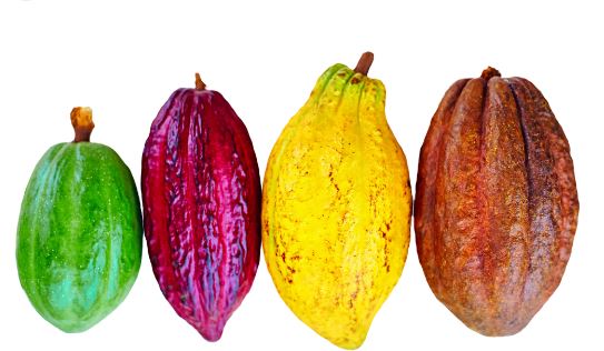 Assortment of colorful cocoa pods showcasing different sizes and hues