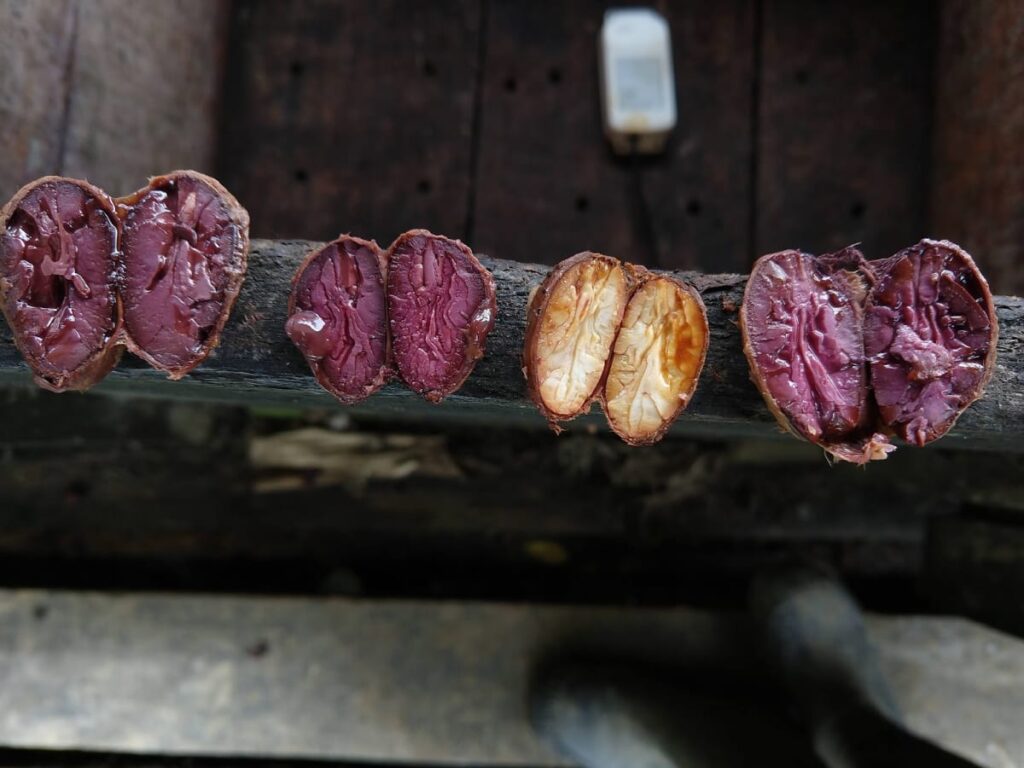 Close-up cross-sectional view of a cocoa pod displaying beans surrounded by pulp