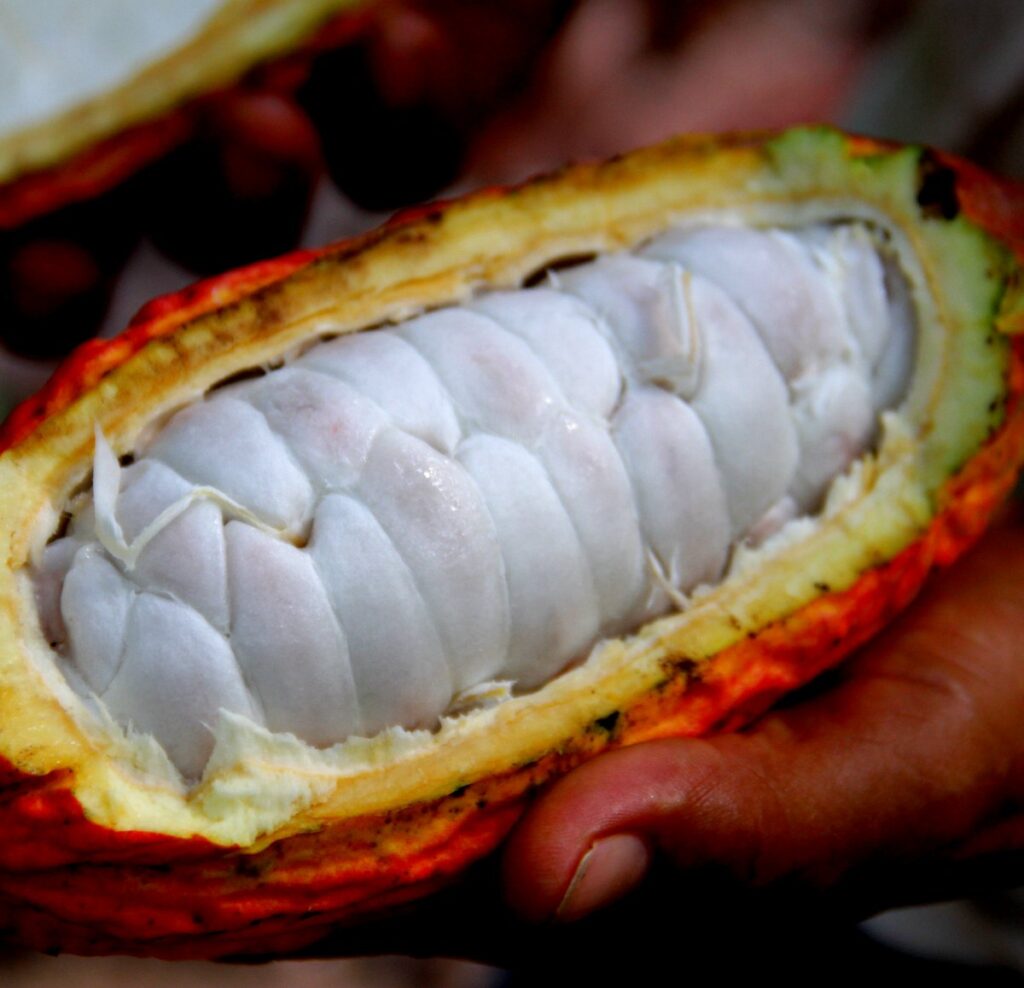 Freshly harvested cocoa beans drying under the sun on wooden trays. Close-up of cocoa beans being held by a farmer's hands during harvesting"