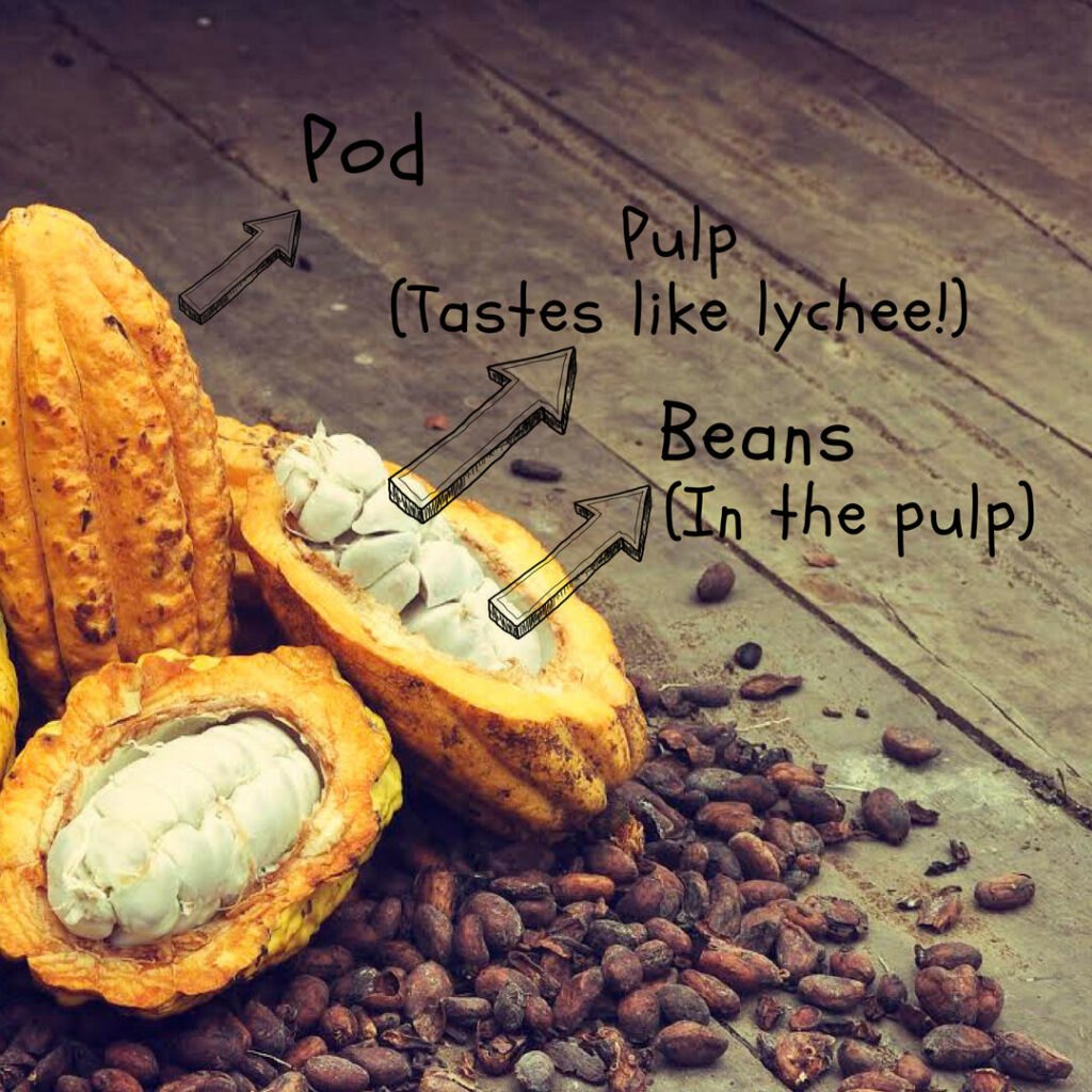 cocoa pod, beans and pulp of cocoa and dry cocoa beans.