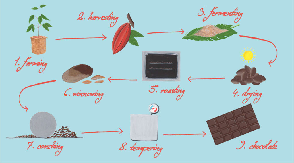 COMPLETE steps in cocoa processing.