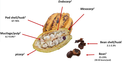 cocoa pod structure,  components of the cocoa pod: complete Cocoa fruit Structure: