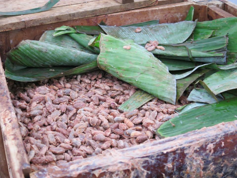 "Handpicked ripe cocoa pods arranged in a woven basket, Cocoa beans fermenting in their pulp, a crucial step in chocolate production